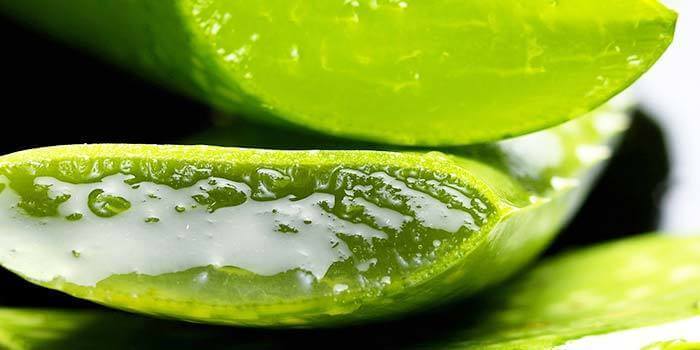 Aloe vera bei Zahnfleischentzündung Aloe vera bei Zahnfleischentzündung