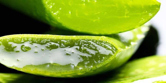 Aloe vera bei Zahnfleischentzündung